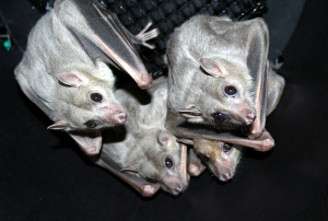 Egyptian fruit bats courtesy of lubee.org